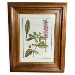 Affiche botanique encadrée, Atropa Belladonna