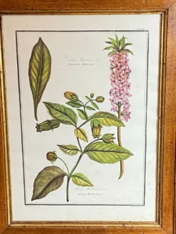 Affiche botanique encadrée, Atropa Belladonna