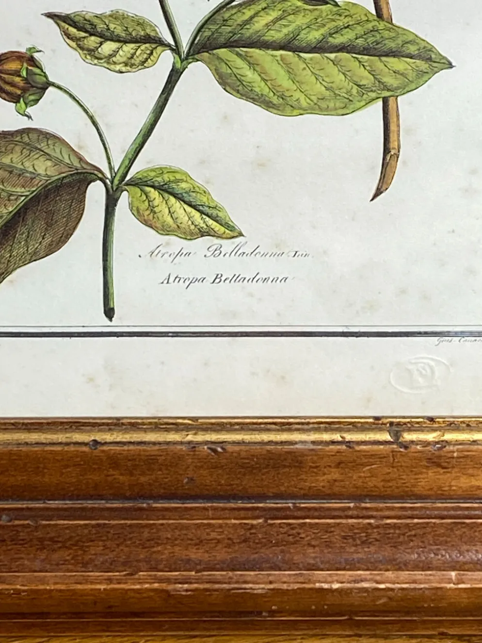 Affiche botanique encadrée, Atropa Belladonna