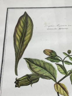 Affiche botanique encadrée, Atropa Belladonna