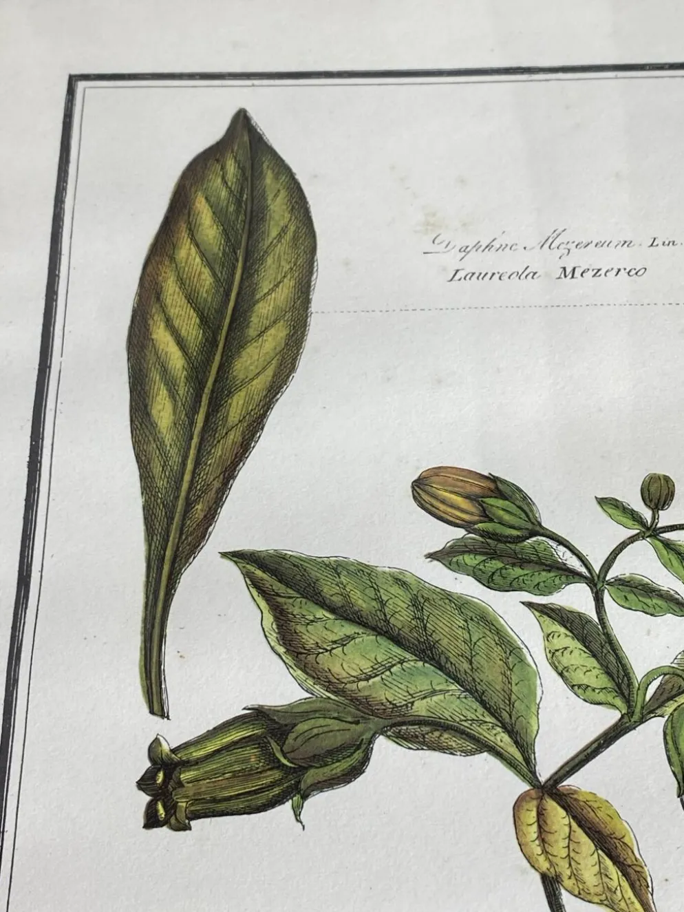 Affiche botanique encadrée, Atropa Belladonna