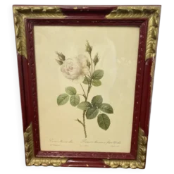 Affiche botanique, Rosier Mousseux encadrée
