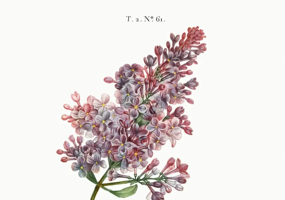 Affiche botanique sur le lilas, d’après une gravure ancienne de 1802
