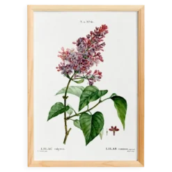 Affiche botanique sur le lilas, d’après une gravure ancienne de 1802