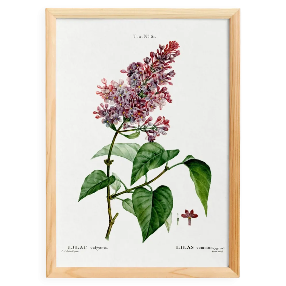 Affiche botanique sur le lilas, d’après une gravure ancienne de 1802