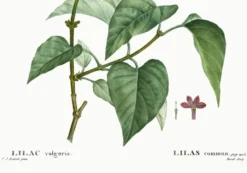 Affiche botanique sur le lilas, d’après une gravure ancienne de 1802