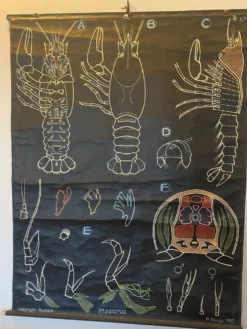 Affiche Dr Auzoux, Paul Sougy 1957, N° L ECREVISSE