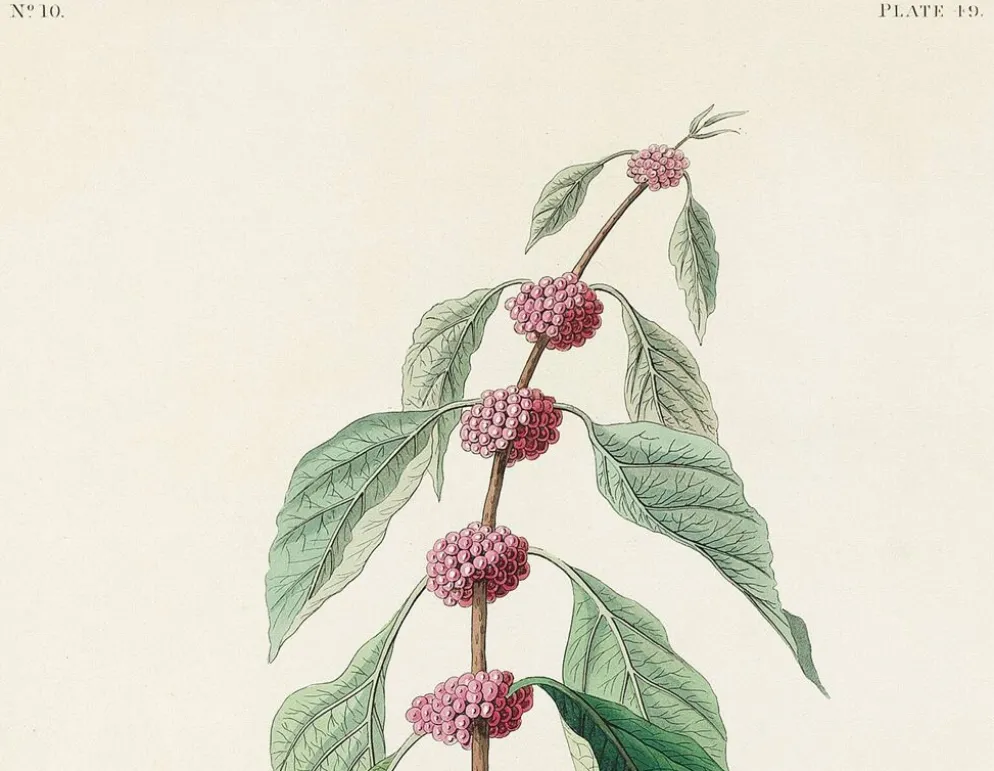 Affiche sur la Paruline bleue, d’après une gravure ancienne de 1827.