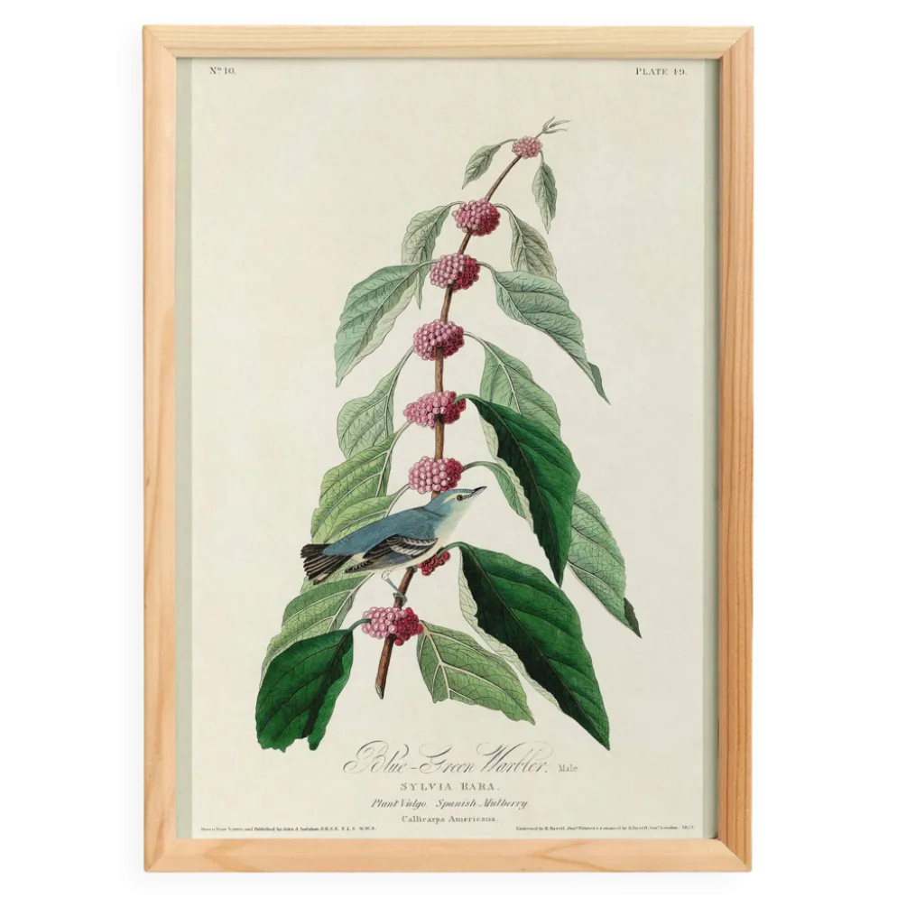 Affiche sur la Paruline bleue, d’après une gravure ancienne de 1827.