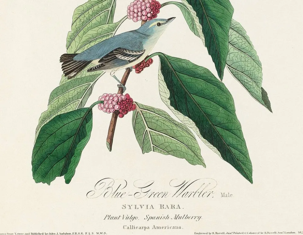 Affiche sur la Paruline bleue, d’après une gravure ancienne de 1827.