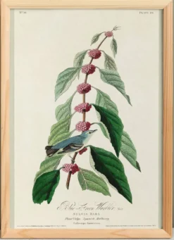 Affiche sur la Paruline bleue, d’après une gravure ancienne de 1827.