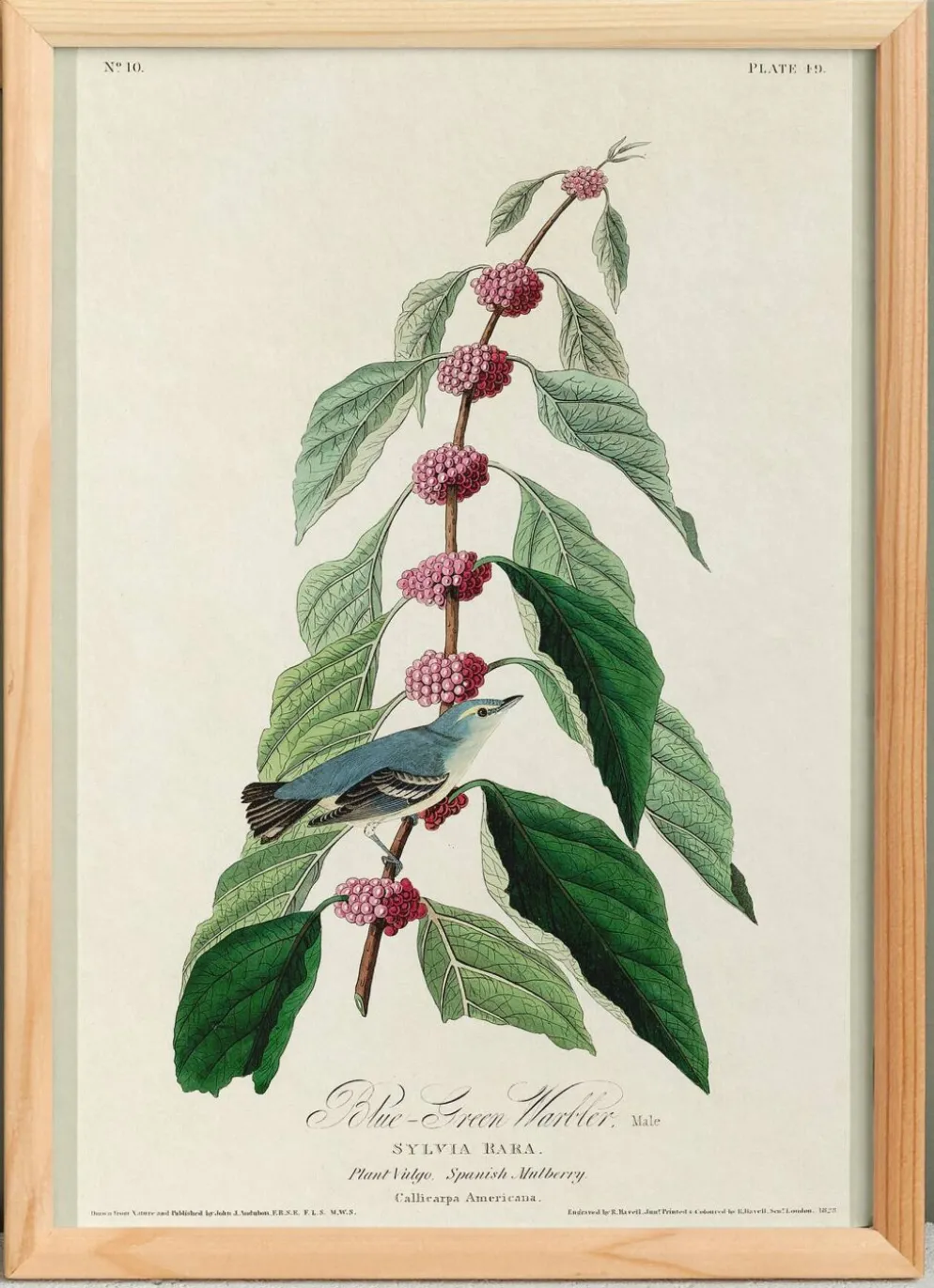 Affiche sur la Paruline bleue, d’après une gravure ancienne de 1827.