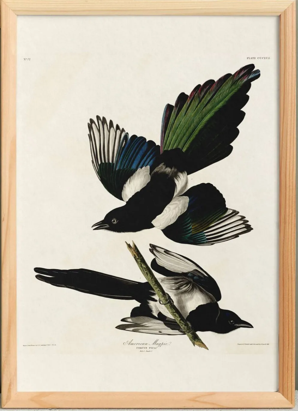 Affiche sur la Pie américaine, d’après une gravure ancienne de 1827.