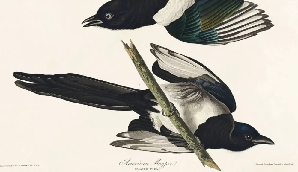 Affiche sur la Pie américaine, d’après une gravure ancienne de 1827.