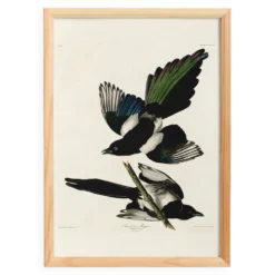 Affiche sur la Pie américaine, d’après une gravure ancienne de 1827.