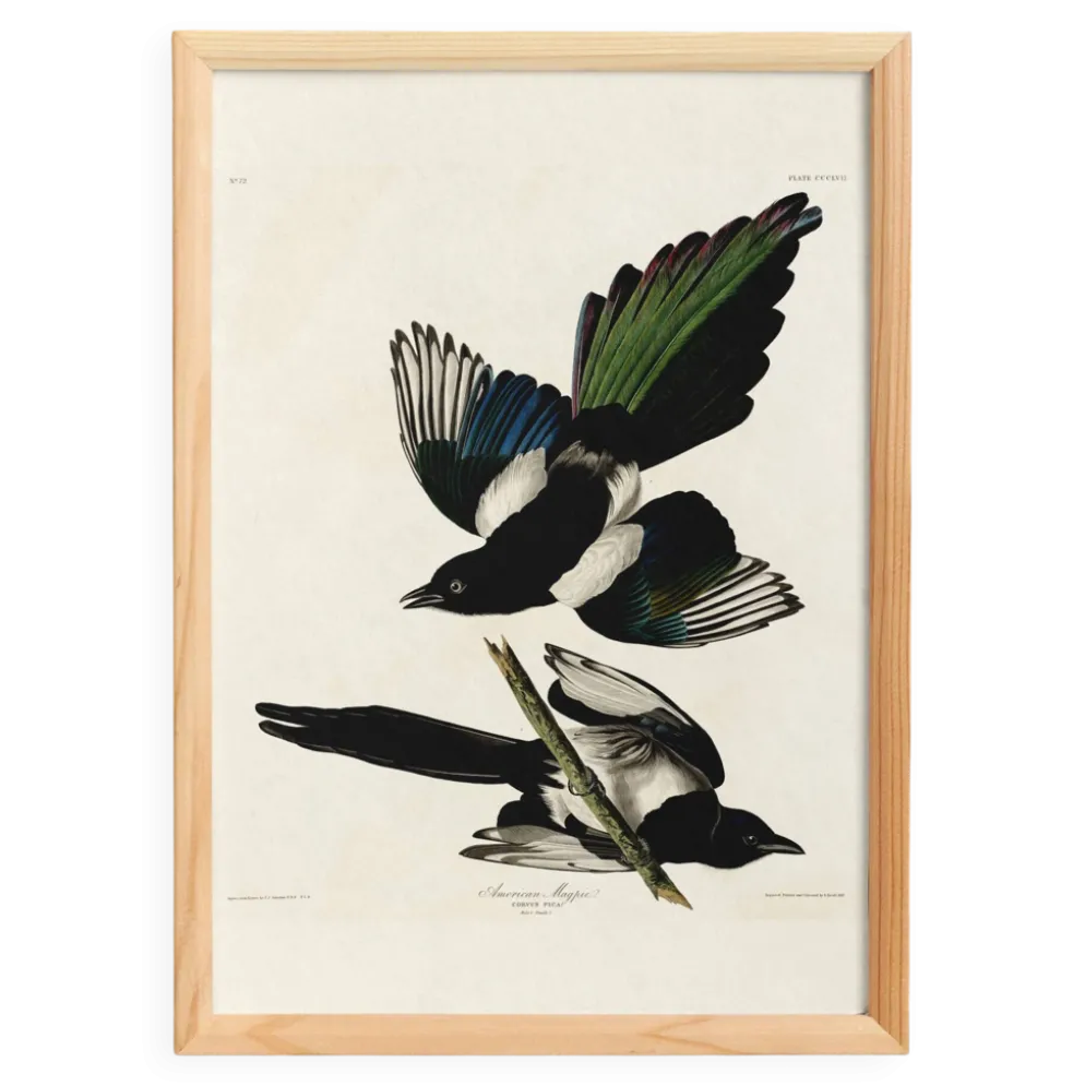 Affiche sur la Pie américaine, d’après une gravure ancienne de 1827.