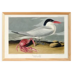 Affiche sur la Sterne de Cayenne, d’après une gravure ancienne de 1827.