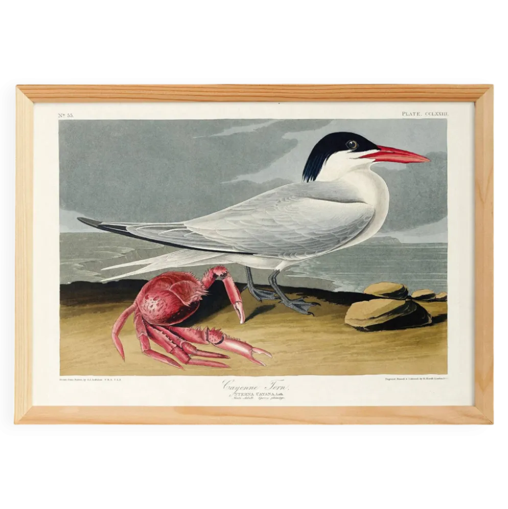 Affiche sur la Sterne de Cayenne, d’après une gravure ancienne de 1827.