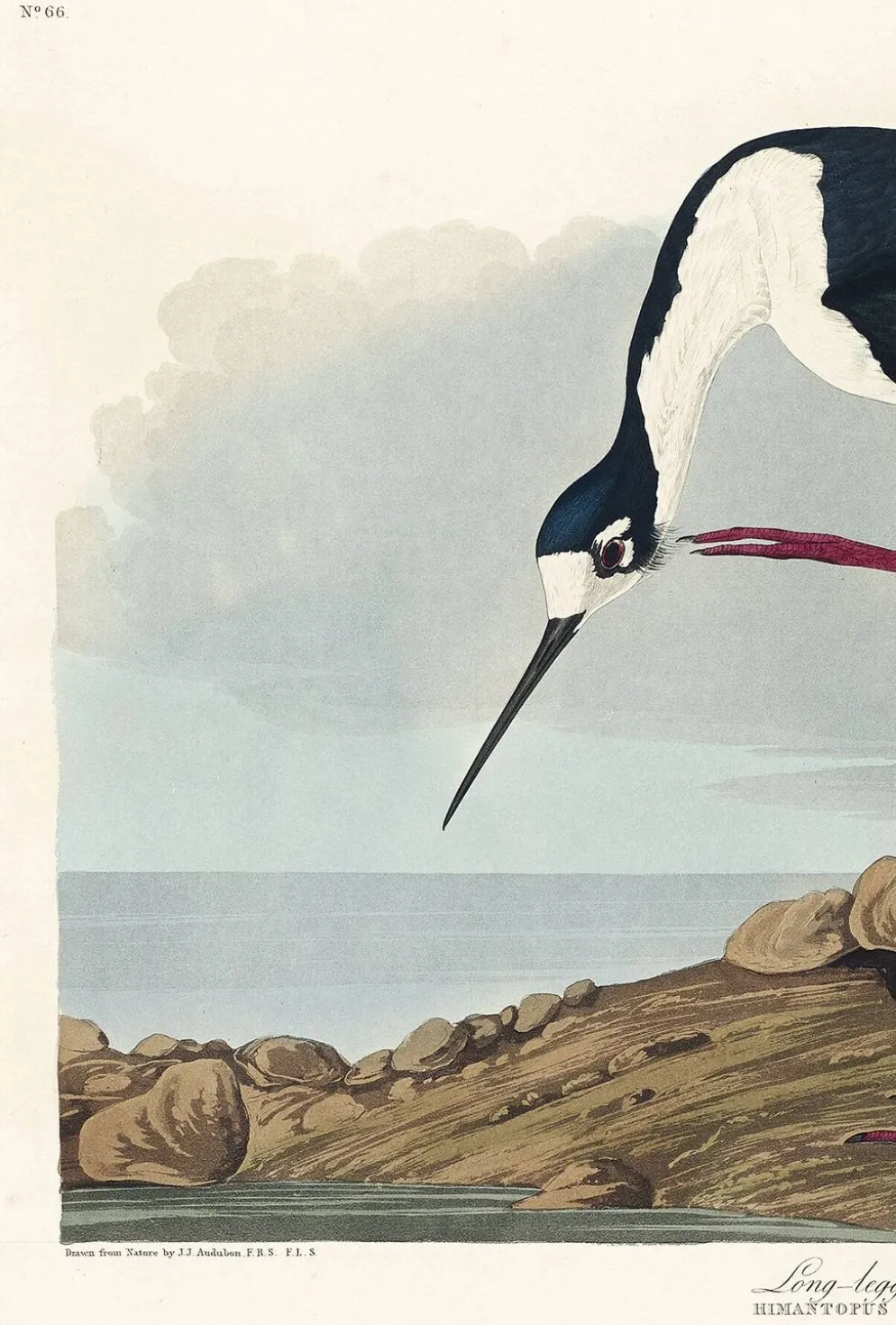 Affiche sur l’échasse d’Amérique, d’après une gravure ancienne de 1827.