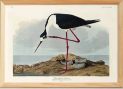 Affiche sur l’échasse d’Amérique, d’après une gravure ancienne de 1827.