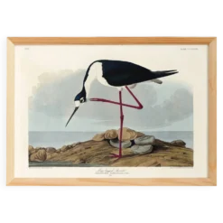 Affiche sur l’échasse d’Amérique, d’après une gravure ancienne de 1827.