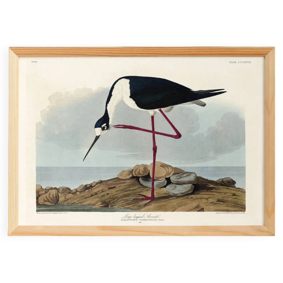 Affiche sur l’échasse d’Amérique, d’après une gravure ancienne de 1827.