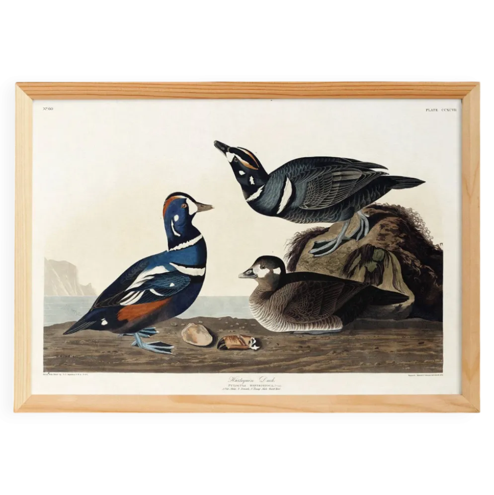 Affiche sur le canard arlequin, d’après une gravure ancienne de 1827.