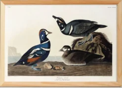 Affiche sur le canard arlequin, d’après une gravure ancienne de 1827.