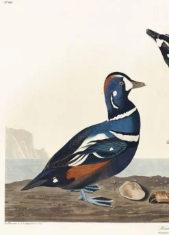 Affiche sur le canard arlequin, d’après une gravure ancienne de 1827.