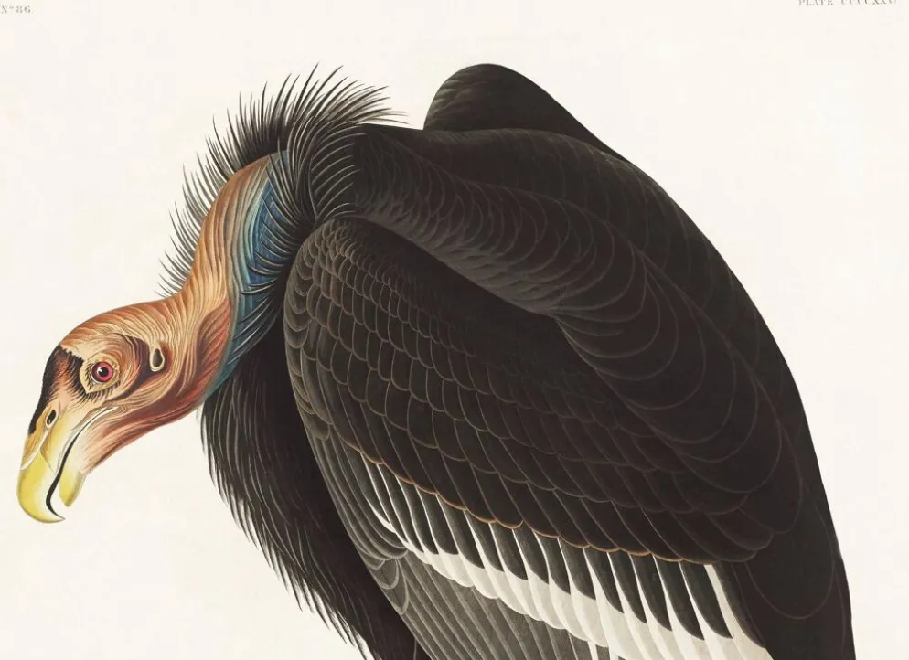 Affiche sur le Condor de Californie, d’après une gravure ancienne de 1827.