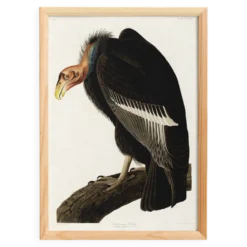 Affiche sur le Condor de Californie, d’après une gravure ancienne de 1827.