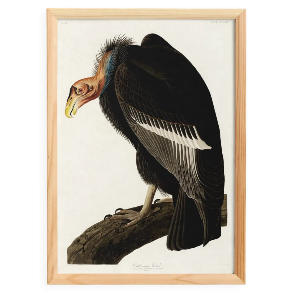 Affiche sur le Condor de Californie, d’après une gravure ancienne de 1827.