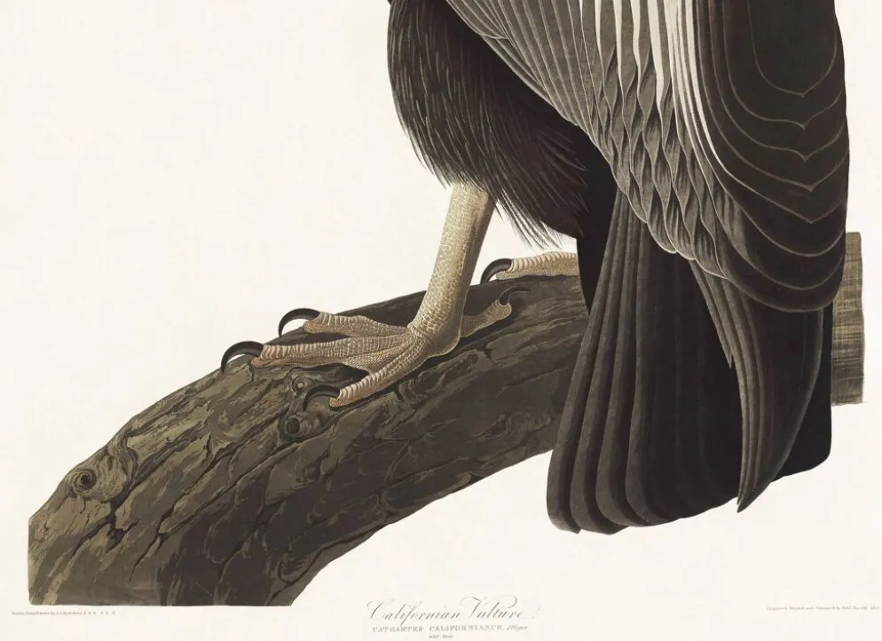 Affiche sur le Condor de Californie, d’après une gravure ancienne de 1827.