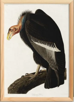 Affiche sur le Condor de Californie, d’après une gravure ancienne de 1827.