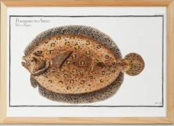 Affiche sur le flet léopard, poisson, d’après une gravure ancienne de 1746.