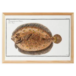 Affiche sur le flet léopard, poisson, d’après une gravure ancienne de 1746.