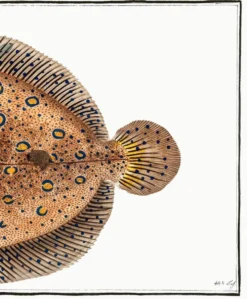 Affiche sur le flet léopard, poisson, d’après une gravure ancienne de 1746.