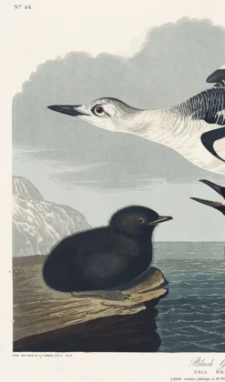 Affiche sur le Guillemot noir, d’après une gravure ancienne de 1827.