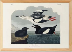 Affiche sur le Guillemot noir, d’après une gravure ancienne de 1827.