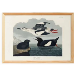 Affiche sur le Guillemot noir, d’après une gravure ancienne de 1827.