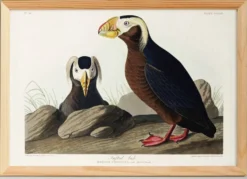 Affiche sur le Macareux huppé, d’après une gravure ancienne de 1827.