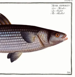 Affiche sur le mulet, d’après une gravure ancienne de 1746.