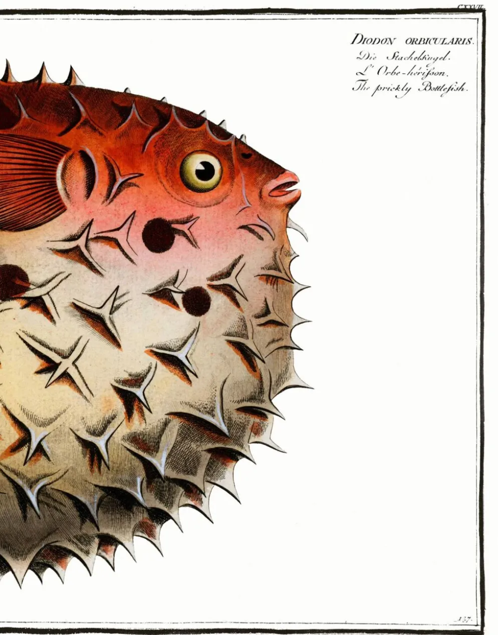 Affiche sur le poisson-globe épineux, d’après une gravure ancienne de 1746.