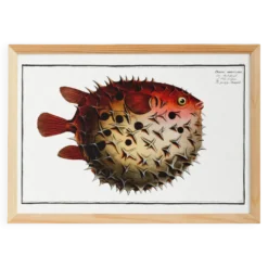 Affiche sur le poisson-globe épineux, d’après une gravure ancienne de 1746.