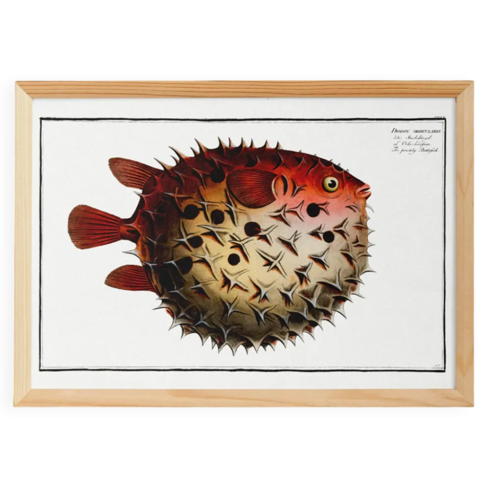 Affiche sur le poisson-globe épineux, d’après une gravure ancienne de 1746.