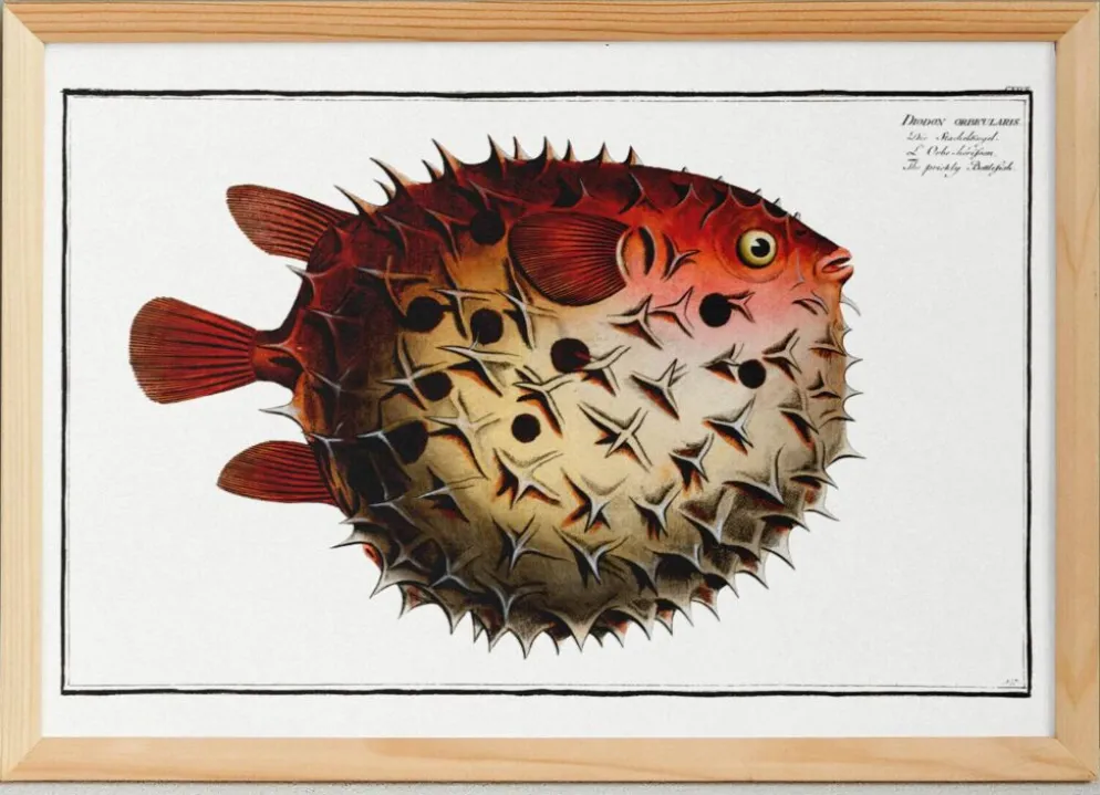 Affiche sur le poisson-globe épineux, d’après une gravure ancienne de 1746.