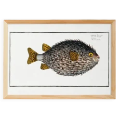 Affiche sur le poisson-hérisson, d’après une gravure ancienne de 1746.