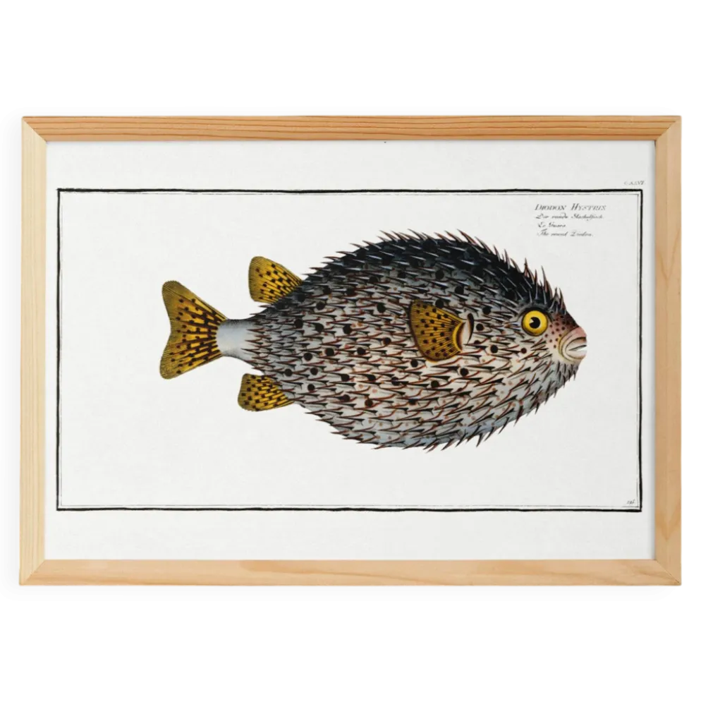 Affiche sur le poisson-hérisson, d’après une gravure ancienne de 1746.