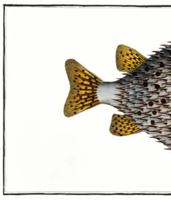 Affiche sur le poisson-hérisson, d’après une gravure ancienne de 1746.