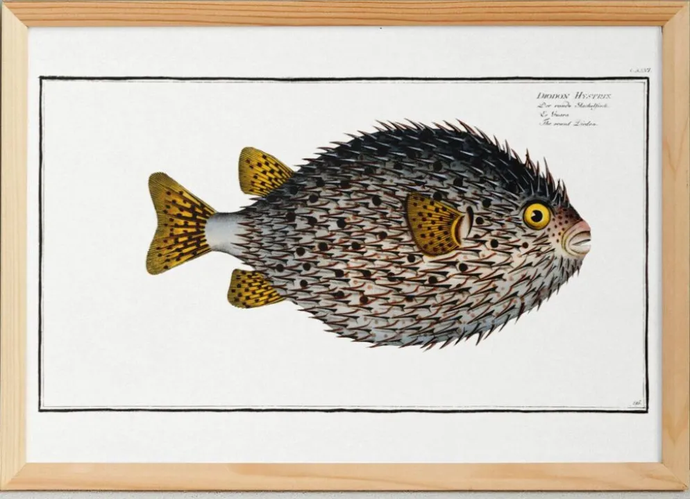 Affiche sur le poisson-hérisson, d’après une gravure ancienne de 1746.